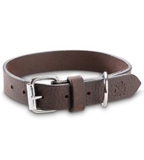 Jack  Russell Premium Collare