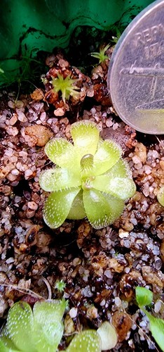 Pianta carnivora pinguicula - pianta,