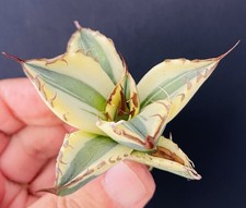 1 AGAVE TITANOTA