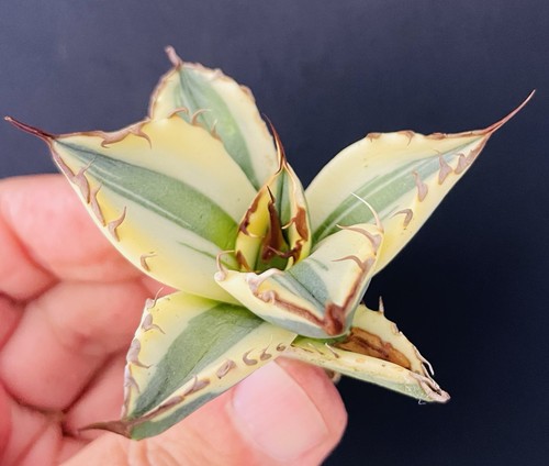Agave titanota - agave,