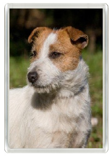 Jack russell terrier dog - russell,