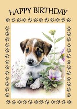 JACK RUSSELL TERRIER CUTE