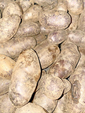 patate viola Seme pasto 40 Pz  Semente Semina patata semi orto biologico cucina