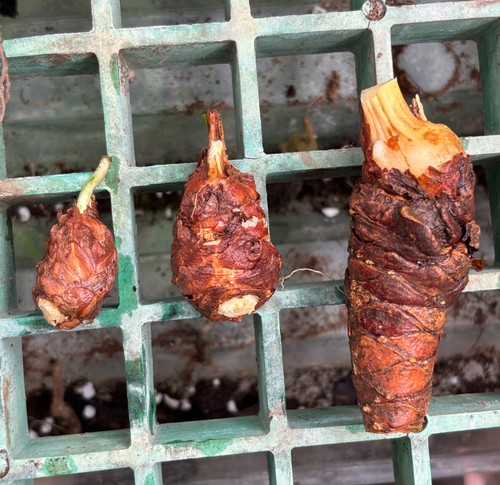 Cycas multipinnata unrooted - -,