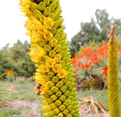Aloe alooides yellow - aloe,
