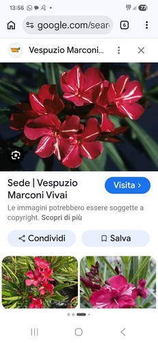 Vespuzio marconi vivai - vespuzio,