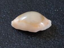 Conchiglia Shell CYPRAEA