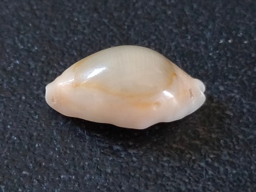 Conchiglia shell cypraea - shell,