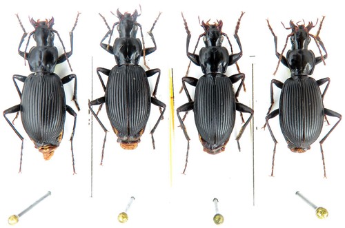 Carabidae thermoscelis - carabidae,