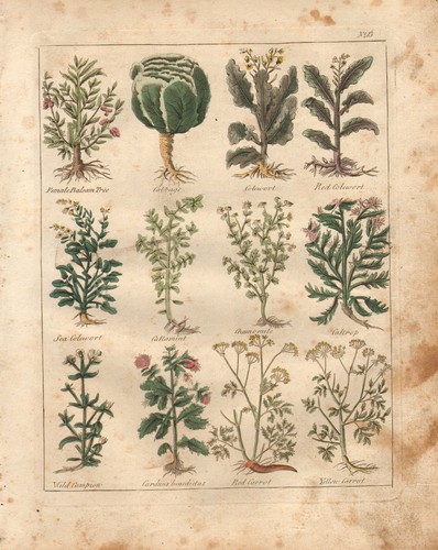 1810 print culpepers herbal - 1810,