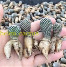 1pcs Turbinicarpus