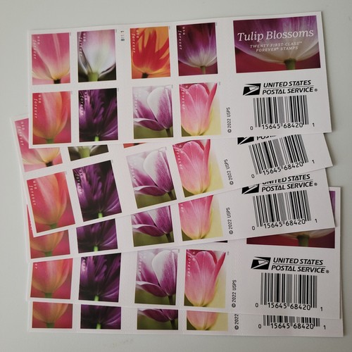 Fiori tulipano 2023 - di,