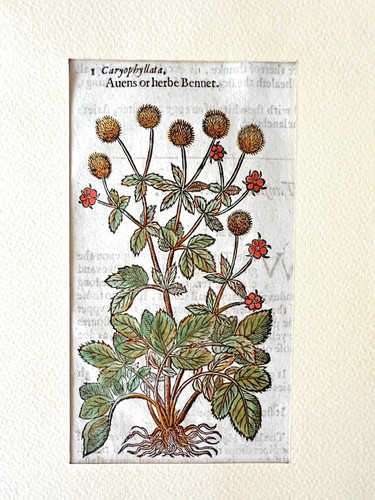 Gerard erbario mattioli 1633 - mattioli,