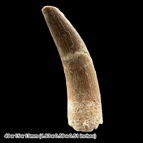 Plesiosaur tooth fossil - plesiosaur,