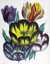 1841, J.W. LOUDON FINEST 1° EDIZIONE ANTICO BULBO ACQUERELLO ORIGINALE VK9