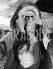 Foto Vintage Animali, Cane con la pelliccia, anni 60, stampa 24x18 cm