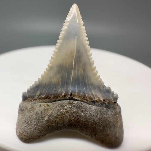 Dente squalo fossile - dente, di
