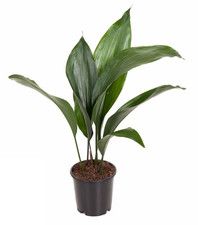 Pianta d'appartamento ombra