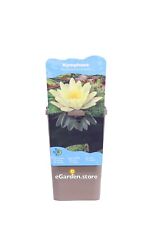 Pianta di Ninfea Nymphaea vera