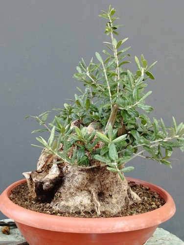 Bonsai olivastro 30x20cm - bonsai,