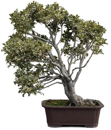 Bonsai agrifoglio osmanthus - bonsai,