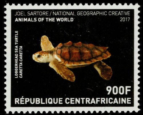 Central african republic - african,