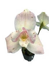 Lycaste Soft Pink White Red