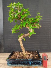 bonsai di carmona  h 35 cm visita il negozio