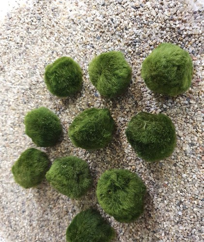 Marimo alga palla - marimo,