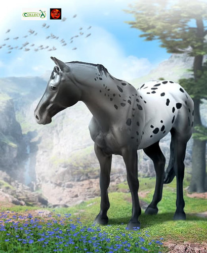 Appaloosa stallion blue - appaloosa,