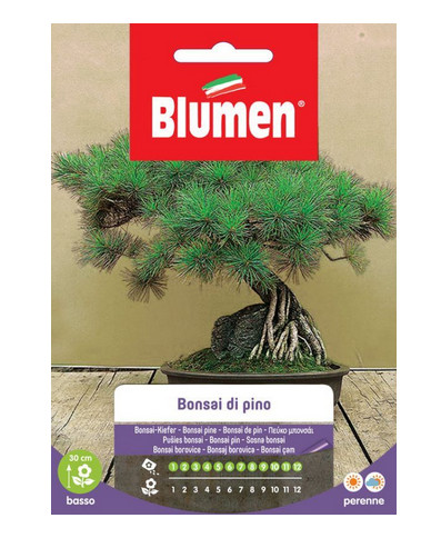 Blumen semi bonsai - di, di