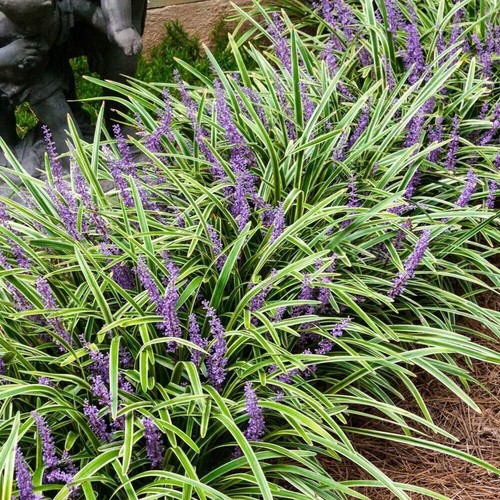 Liriope variegata