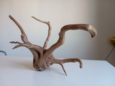 Bella Radice per Acquario 40