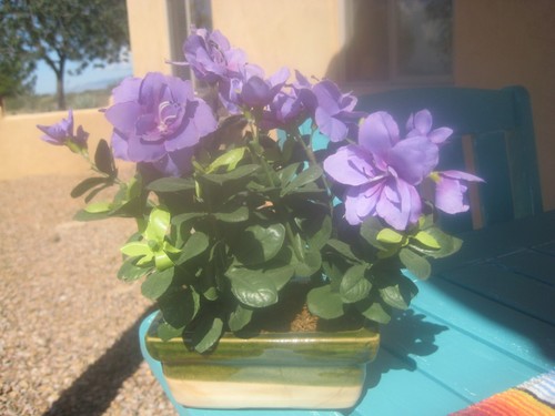 Fioriera ceramica viola - ,