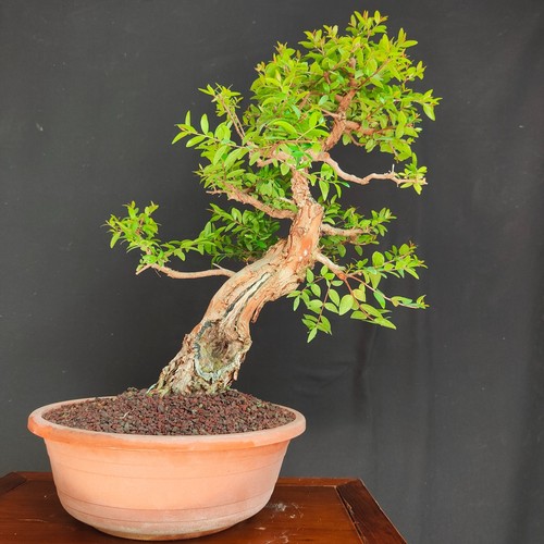 Pre bonsai esemplare mirto - pre, di