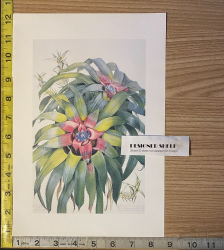 Fotografia libro neoregelia - fotografia,