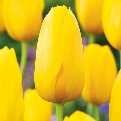 Tulipani bulbi fiori - tulipani,