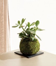 🌿 Kokedama Piccolo con