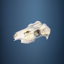 520SKU Teschio di daino