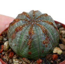 Euphorbia obesa BROWN MARKS elegant patterns HE051-25 no crested copiapoa