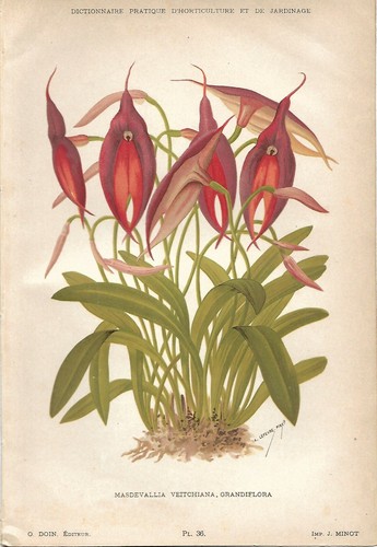 Botanica masdevallia - botanica,