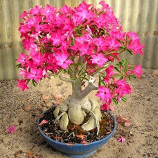 CRIMSON/PINK ADENIUM OBESUM