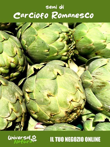 Semi carciofo romanesco - 25, di