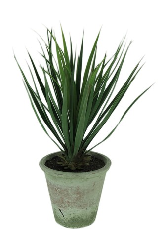 Pianta yucca graffio - pianta, di