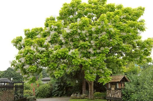 Catalpa bungei albero dei - catalpa,