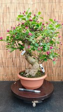 Bonsai di Melo h 52cm Visita