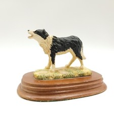 Border Collie Black and White