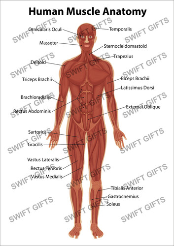 Poster anatomico diagramma