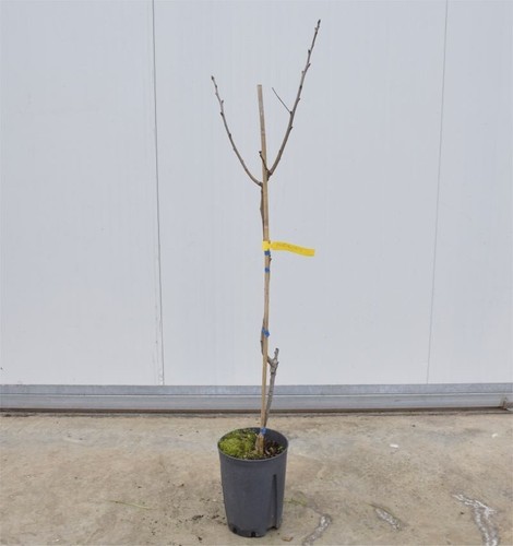 Albero pistacchio in - albero,
