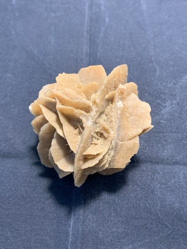 Rosa gesso del - in, gesso,